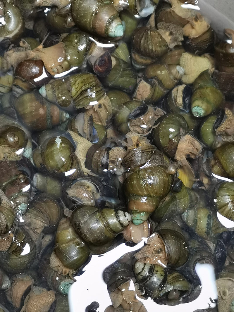 River snail